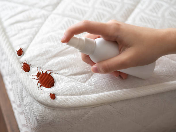 Best Wasp Removal Services  in Hillsboro, WI