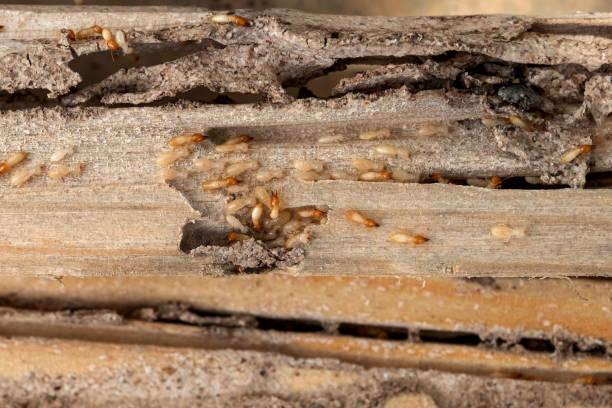 Trusted Hillsboro, WI Pest Control Experts