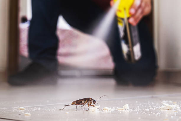 Best Termite Control Services  in Hillsboro, WI